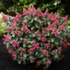 skaraina hortenzija hydrangea paniculata living infinity