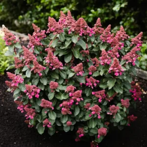 skaraina hortenzija hydrangea paniculata living infinity