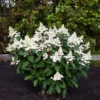 skaraina hortenzija hydrangea paniculata living infinity