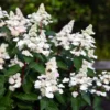 skaraina hortenzija hydrangea paniculata living infinity
