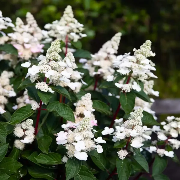 skaraina hortenzija hydrangea paniculata living infinity