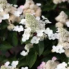 skaraina hortenzija hydrangea paniculata living infinity