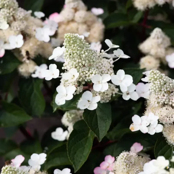 skaraina hortenzija hydrangea paniculata living infinity