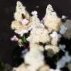skaraina hortenzija hydrangea paniculata living infinity
