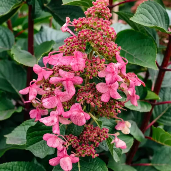 skaraina hortenzija hydrangea paniculata living infinity