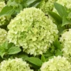 skaraina-hortenzija-hydrangea-paniculata-living-little-apple-2 skaraina hortenzija hydrangea paniculata living little apple