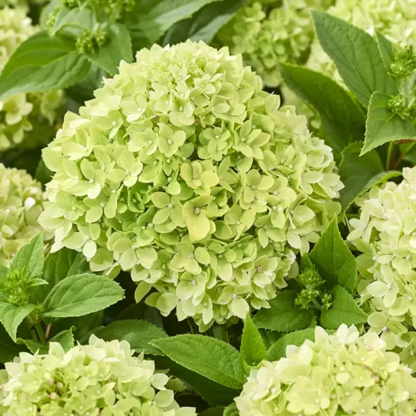 skaraina-hortenzija-hydrangea-paniculata-living-little-apple-2 skaraina hortenzija hydrangea paniculata living little apple