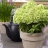 skaraina-hortenzija-hydrangea-paniculata-living-little-apple-4 skaraina hortenzija hydrangea paniculata living little apple