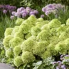 skaraina-hortenzija-hydrangea-paniculata-living-little-apple-5 skaraina hortenzija hydrangea paniculata living little apple
