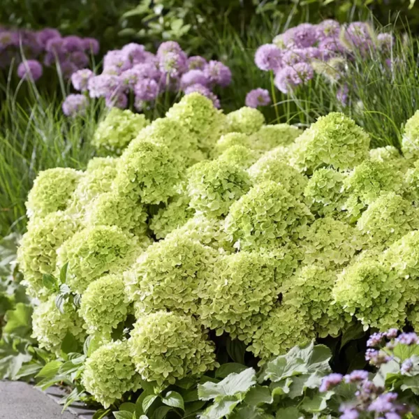 skaraina-hortenzija-hydrangea-paniculata-living-little-apple-5 skaraina hortenzija hydrangea paniculata living little apple