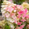 skaraina-hortenzija-hydrangea-paniculata-living-little-blossom-1 skaraina hortenzija hydrangea paniculata living little blossom