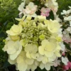 skaraina-hortenzija-hydrangea-paniculata-living-little-blossom-3 skaraina hortenzija hydrangea paniculata living little blossom