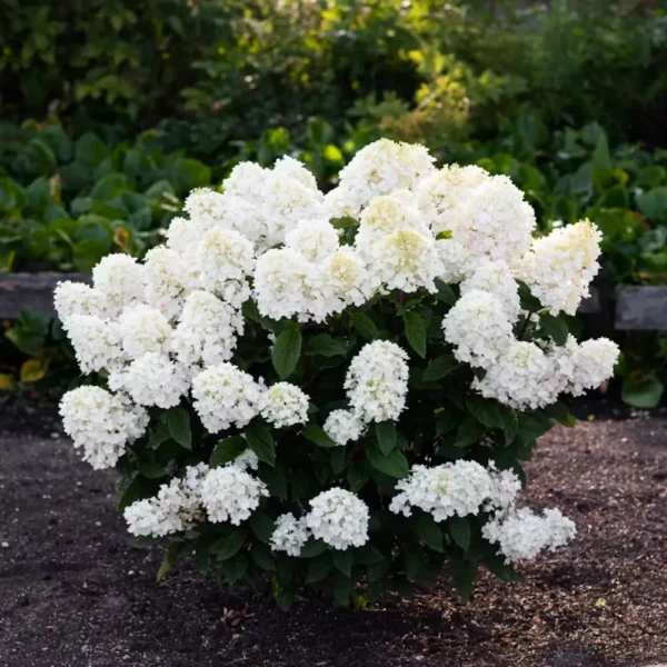 skaraina-hortenzija-hydrangea-paniculata-living-little-blossom-4 skaraina hortenzija hydrangea paniculata living little blossom