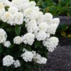 skaraina-hortenzija-hydrangea-paniculata-living-little-blossom-5 skaraina hortenzija hydrangea paniculata living little blossom