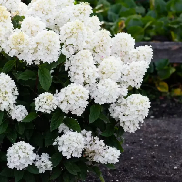 skaraina-hortenzija-hydrangea-paniculata-living-little-blossom-5 skaraina hortenzija hydrangea paniculata living little blossom