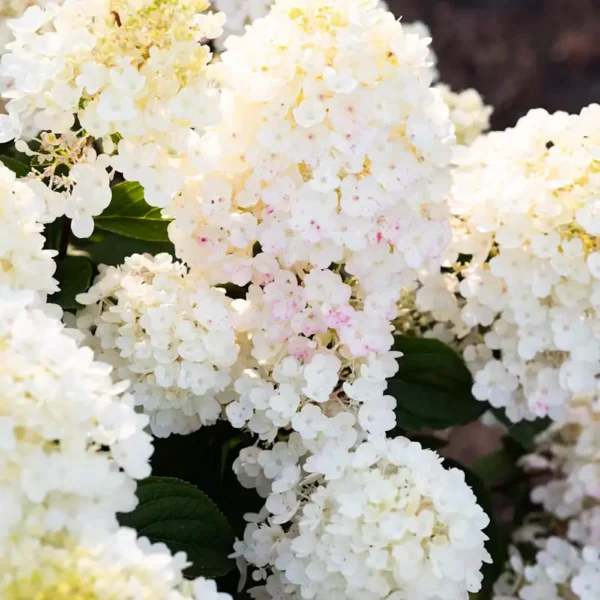 skaraina-hortenzija-hydrangea-paniculata-living-little-blossom-6 skaraina hortenzija hydrangea paniculata living little blossom