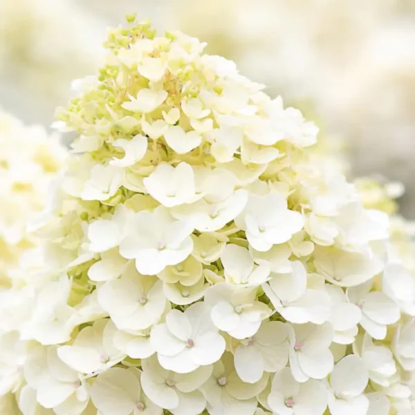 skaraina-hortenzija-hydrangea-paniculata-living-little-blossom-7 skaraina hortenzija hydrangea paniculata living little blossom