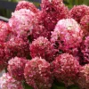 skaraina-hortenzija-hydrangea-paniculata-living-little-rosy-1 skaraina hortenzija hydrangea paniculata living little rosy