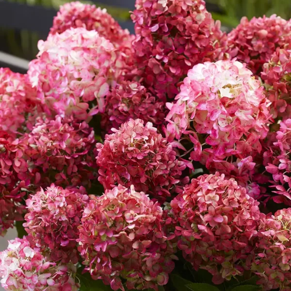 skaraina-hortenzija-hydrangea-paniculata-living-little-rosy-1 skaraina hortenzija hydrangea paniculata living little rosy