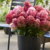 skaraina-hortenzija-hydrangea-paniculata-living-little-rosy-2 skaraina hortenzija hydrangea paniculata living little rosy