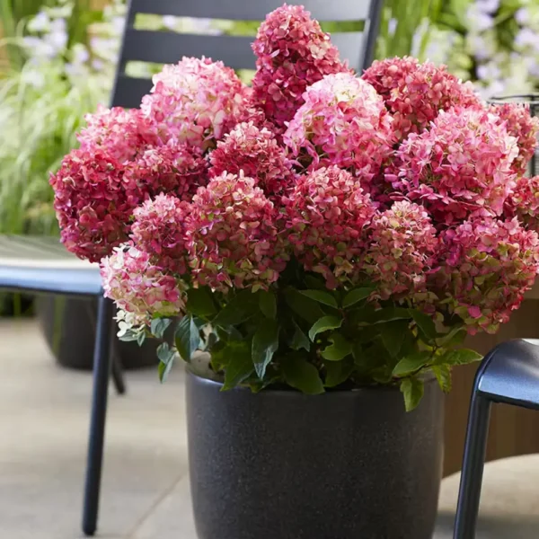skaraina-hortenzija-hydrangea-paniculata-living-little-rosy-2 skaraina hortenzija hydrangea paniculata living little rosy