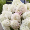 skaraina-hortenzija-hydrangea-paniculata-living-little-rosy-3 skaraina hortenzija hydrangea paniculata living little rosy