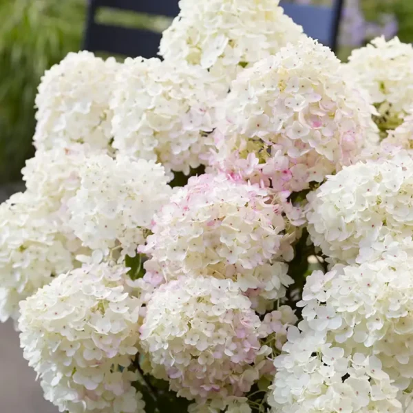 skaraina-hortenzija-hydrangea-paniculata-living-little-rosy-3 skaraina hortenzija hydrangea paniculata living little rosy