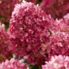 skaraina-hortenzija-hydrangea-paniculata-living-little-rosy-4 skaraina hortenzija hydrangea paniculata living little rosy