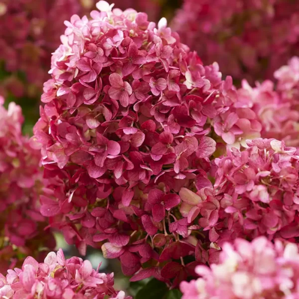 skaraina-hortenzija-hydrangea-paniculata-living-little-rosy-4 skaraina hortenzija hydrangea paniculata living little rosy