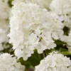 skaraina-hortenzija-hydrangea-paniculata-living-little-rosy-5 skaraina hortenzija hydrangea paniculata living little rosy