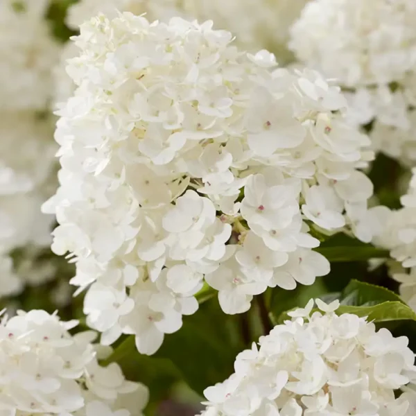 skaraina-hortenzija-hydrangea-paniculata-living-little-rosy-5 skaraina hortenzija hydrangea paniculata living little rosy