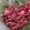 skaraina-hortenzija-hydrangea-paniculata-living-little-rosy-6 skaraina hortenzija hydrangea paniculata living little rosy