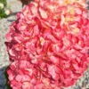 skaraina-hortenzija-hydrangea-paniculata-living-pink-and-rose-1 skaraina hortenzija hydrangea paniculata living pink and rose