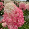 skaraina-hortenzija-hydrangea-paniculata-living-pink-and-rose-2 skaraina hortenzija hydrangea paniculata living pink and rose
