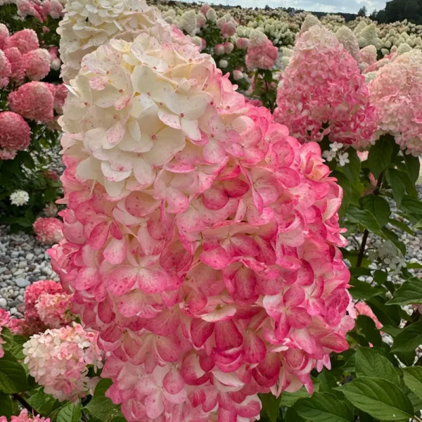 skaraina-hortenzija-hydrangea-paniculata-living-pink-and-rose-2 skaraina hortenzija hydrangea paniculata living pink and rose