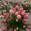 skaraina-hortenzija-hydrangea-paniculata-living-pink-and-rose-3 skaraina hortenzija hydrangea paniculata living pink and rose