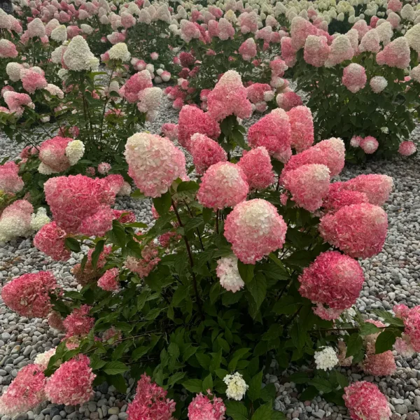 skaraina-hortenzija-hydrangea-paniculata-living-pink-and-rose-3 skaraina hortenzija hydrangea paniculata living pink and rose