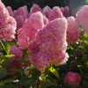 skaraina-hortenzija-hydrangea-paniculata-living-pink-and-rose-4 skaraina hortenzija hydrangea paniculata living pink and rose