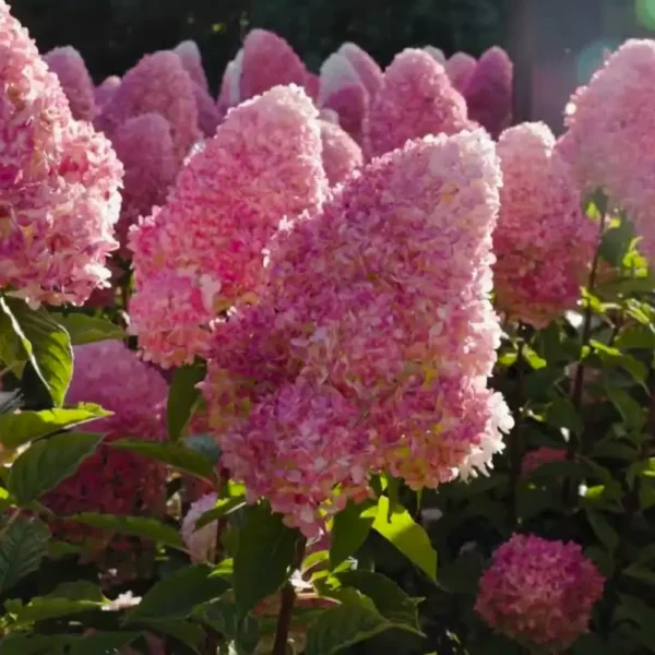 skaraina-hortenzija-hydrangea-paniculata-living-pink-and-rose-4 skaraina hortenzija hydrangea paniculata living pink and rose