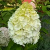 skaraina-hortenzija-hydrangea-paniculata-living-pink-and-rose-5 skaraina hortenzija hydrangea paniculata living pink and rose