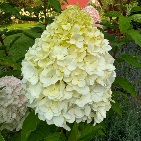 skaraina-hortenzija-hydrangea-paniculata-living-pink-and-rose-5 skaraina hortenzija hydrangea paniculata living pink and rose