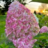 skaraina-hortenzija-hydrangea-paniculata-living-pink-and-rose-6 skaraina hortenzija hydrangea paniculata living pink and rose