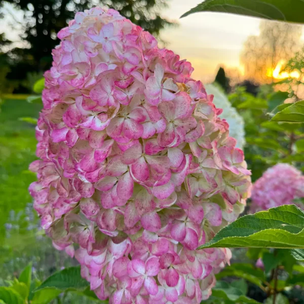 skaraina-hortenzija-hydrangea-paniculata-living-pink-and-rose-6 skaraina hortenzija hydrangea paniculata living pink and rose