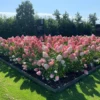 skaraina-hortenzija-hydrangea-paniculata-living-pink-and-rose-7 skaraina hortenzija hydrangea paniculata living pink and rose