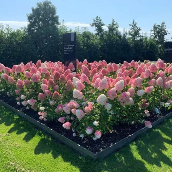 skaraina-hortenzija-hydrangea-paniculata-living-pink-and-rose-7 skaraina hortenzija hydrangea paniculata living pink and rose