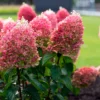 skaraina-hortenzija-hydrangea-paniculata-living-pinky-promise-1 skaraina hortenzija hydrangea paniculata living pinky promise