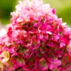 skaraina-hortenzija-hydrangea-paniculata-living-pinky-promise-2 skaraina hortenzija hydrangea paniculata living pinky promise