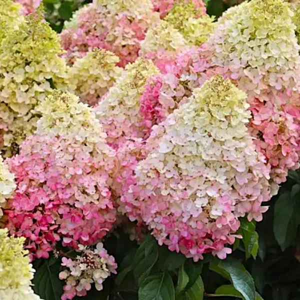 skaraina-hortenzija-hydrangea-paniculata-living-pinky-promise-3 skaraina hortenzija hydrangea paniculata living pinky promise