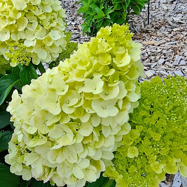 skaraina-hortenzija-hydrangea-paniculata-living-pinky-promise-4 skaraina hortenzija hydrangea paniculata living pinky promise