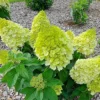 skaraina-hortenzija-hydrangea-paniculata-living-pinky-promise-5 skaraina hortenzija hydrangea paniculata living pinky promise